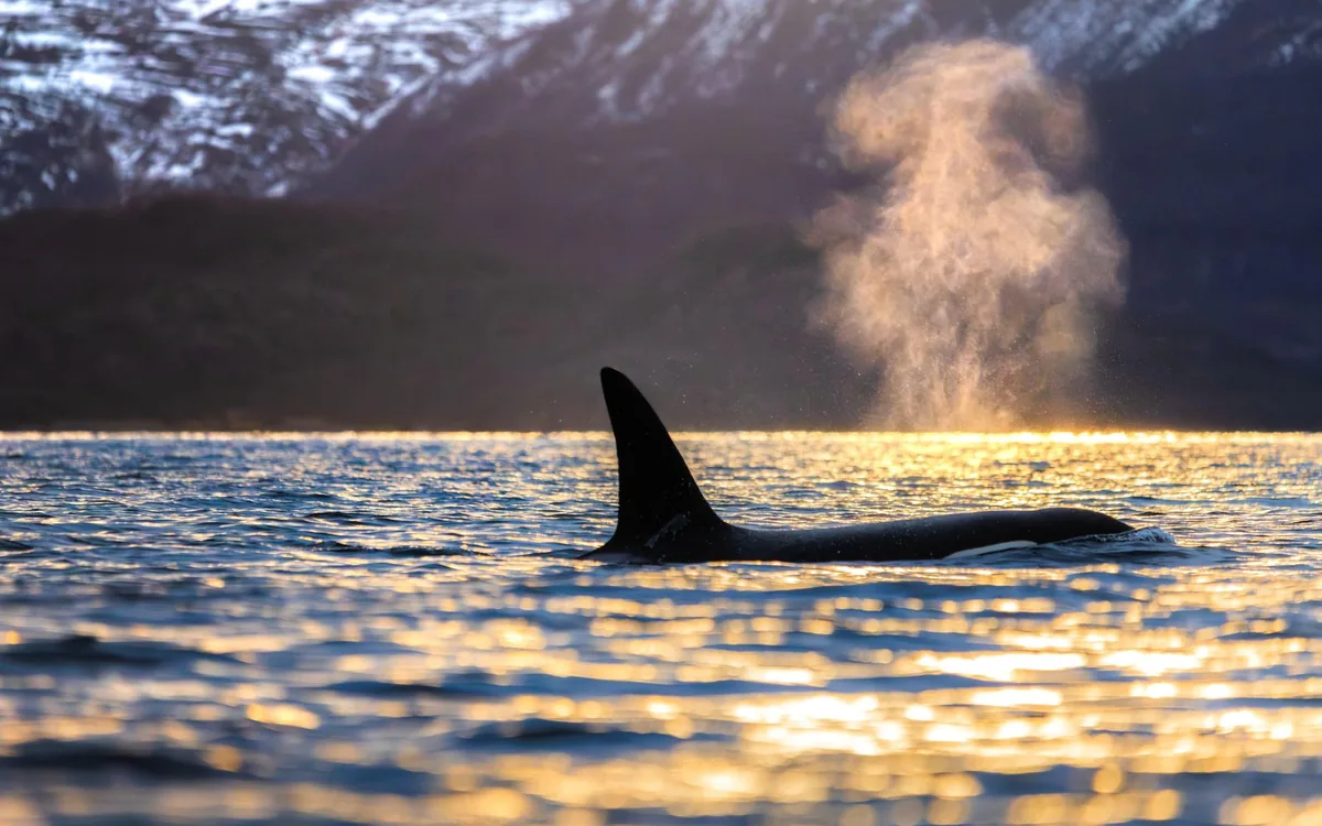 The blow of a whale in low winter light near Tromso