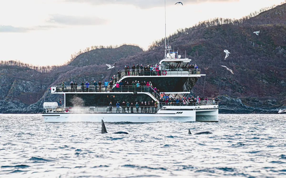 A whale safari boat among whales in a fjord near Tromso
