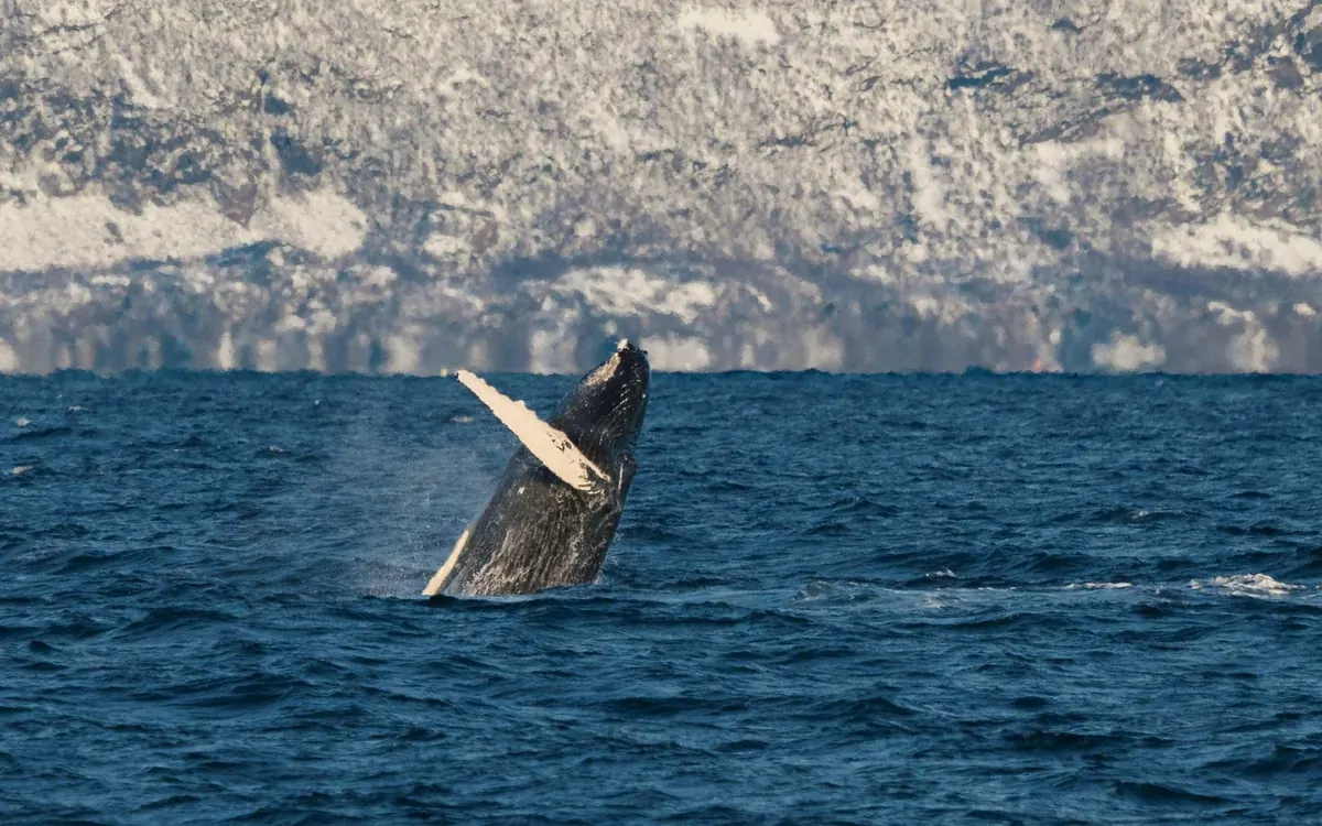 A humpback whale breaching near Tromso