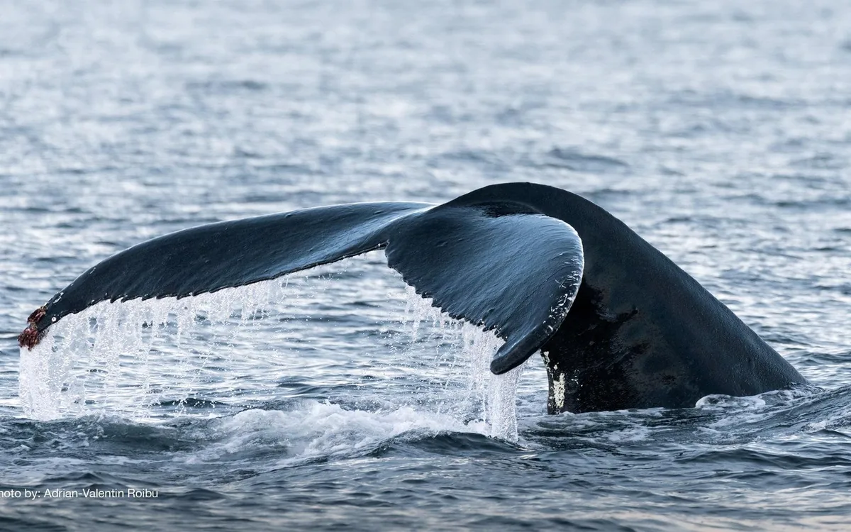 A humpback whale fluke above the water near Skjervoy