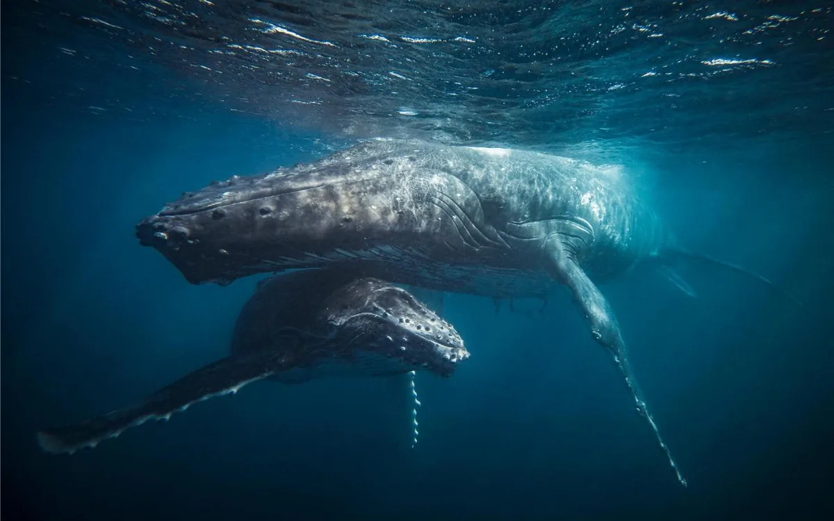 A humpback whale underwater in a Norwegian fjord