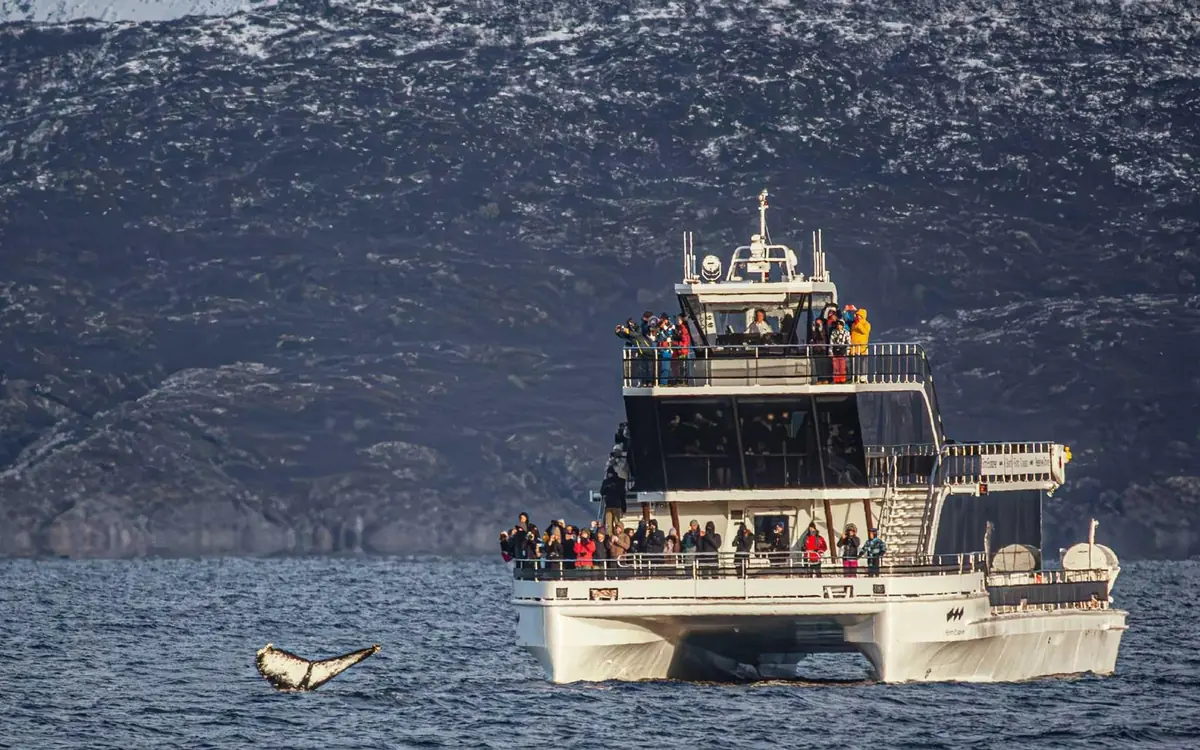 A hybrid-electric catamaran among whales in a fjord near Tromso