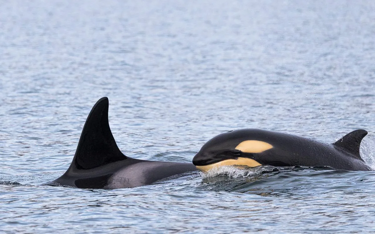 Orca dorsal fins in a fjord near Skjervoy