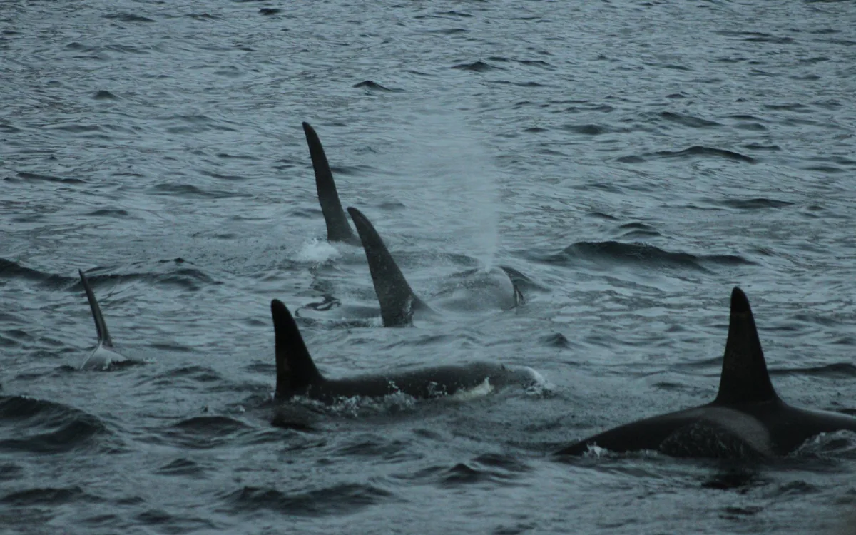 A pod of orca surfacing in a fjord near Tromso