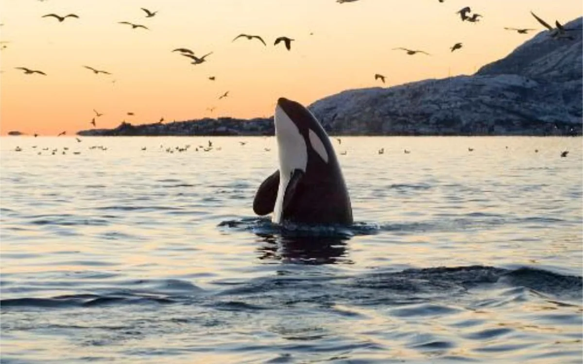 Orca surfacing in low winter light near Skjervoy