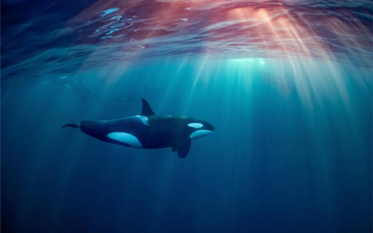 Orca underwater in a Norwegian fjord