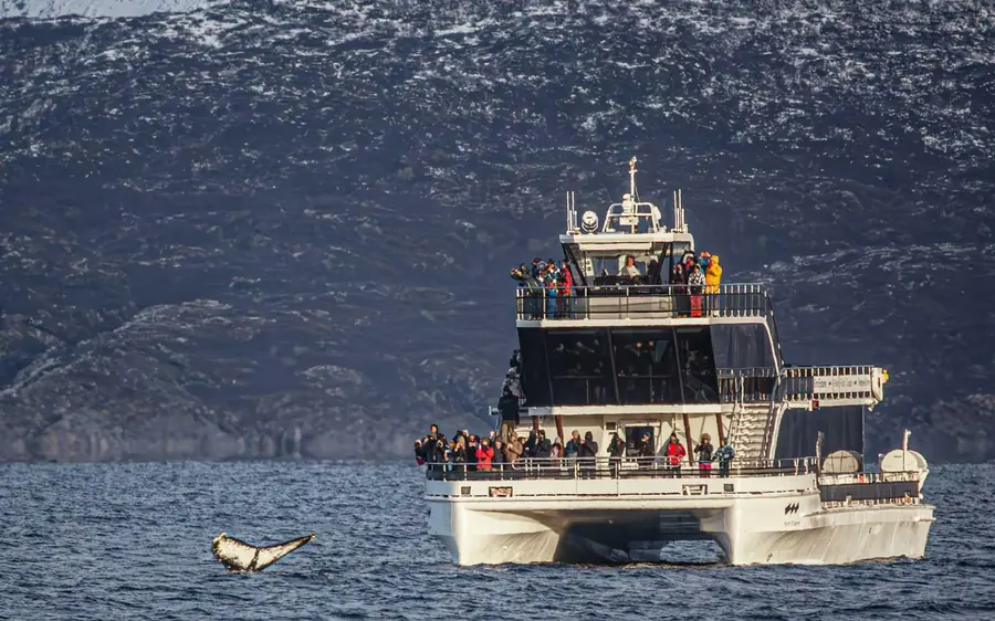 A hybrid-electric catamaran among whales in a fjord near Tromso
