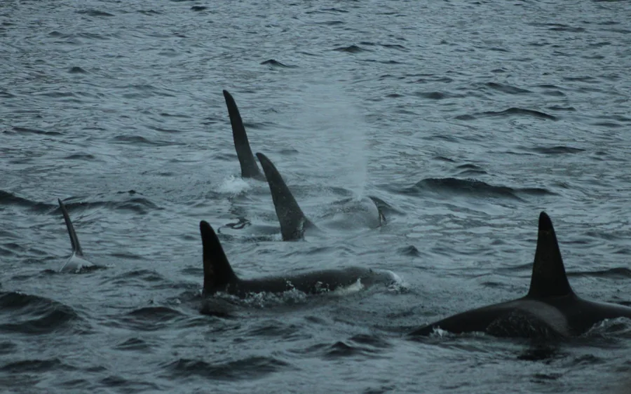 A pod of orca surfacing in a fjord near Tromso