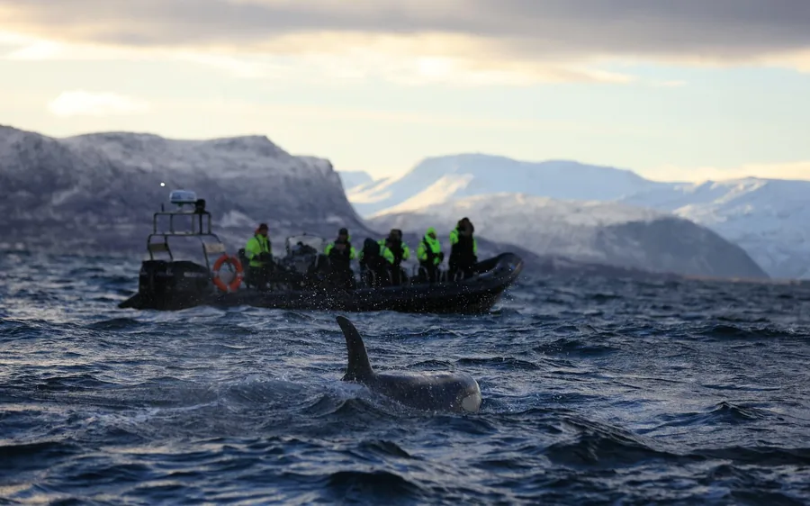 A RIB boat beside a humpback whale near Tromso