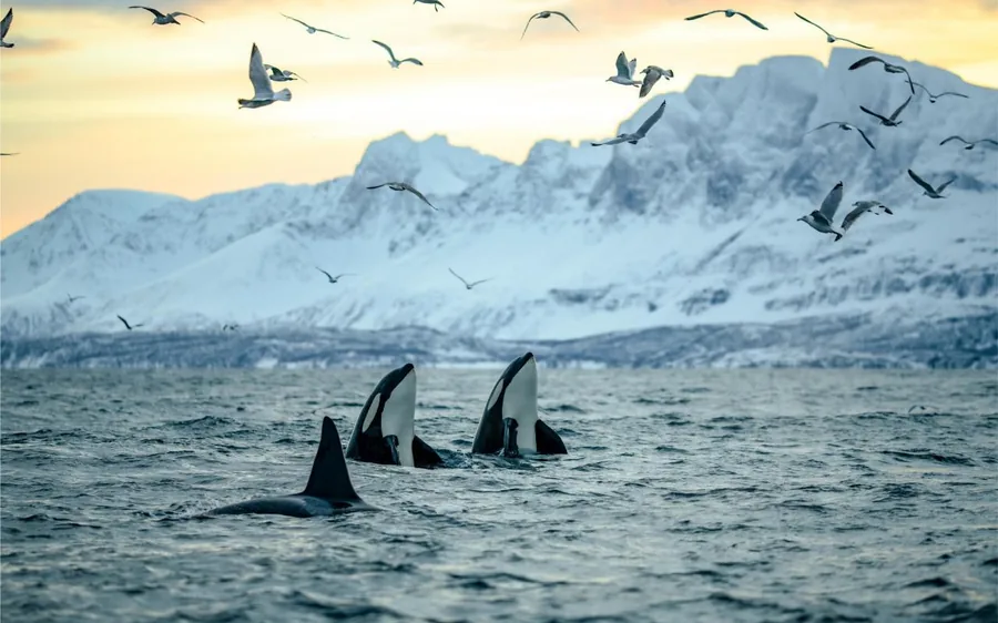 Orca in the low winter light at Skjervoy