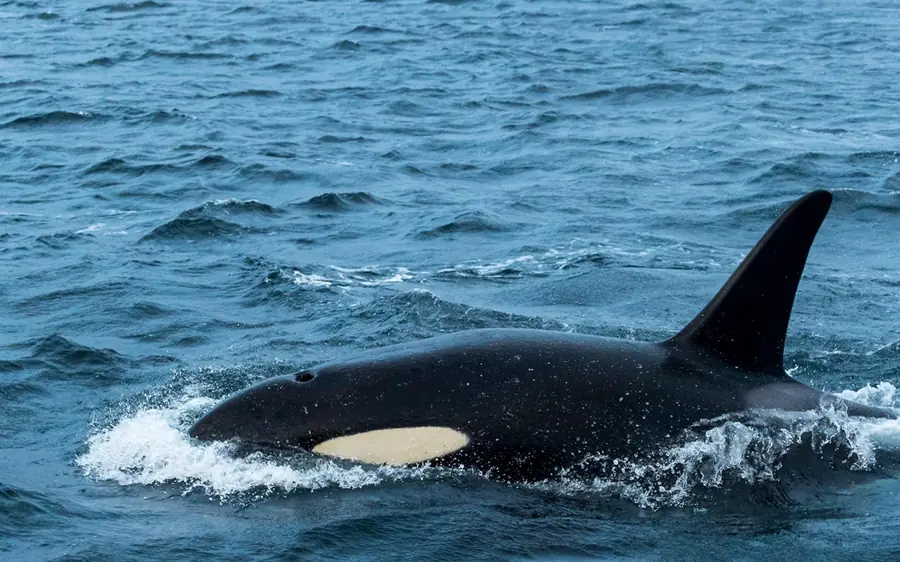 Orca surfacing beside a RIB boat at Skjervoy