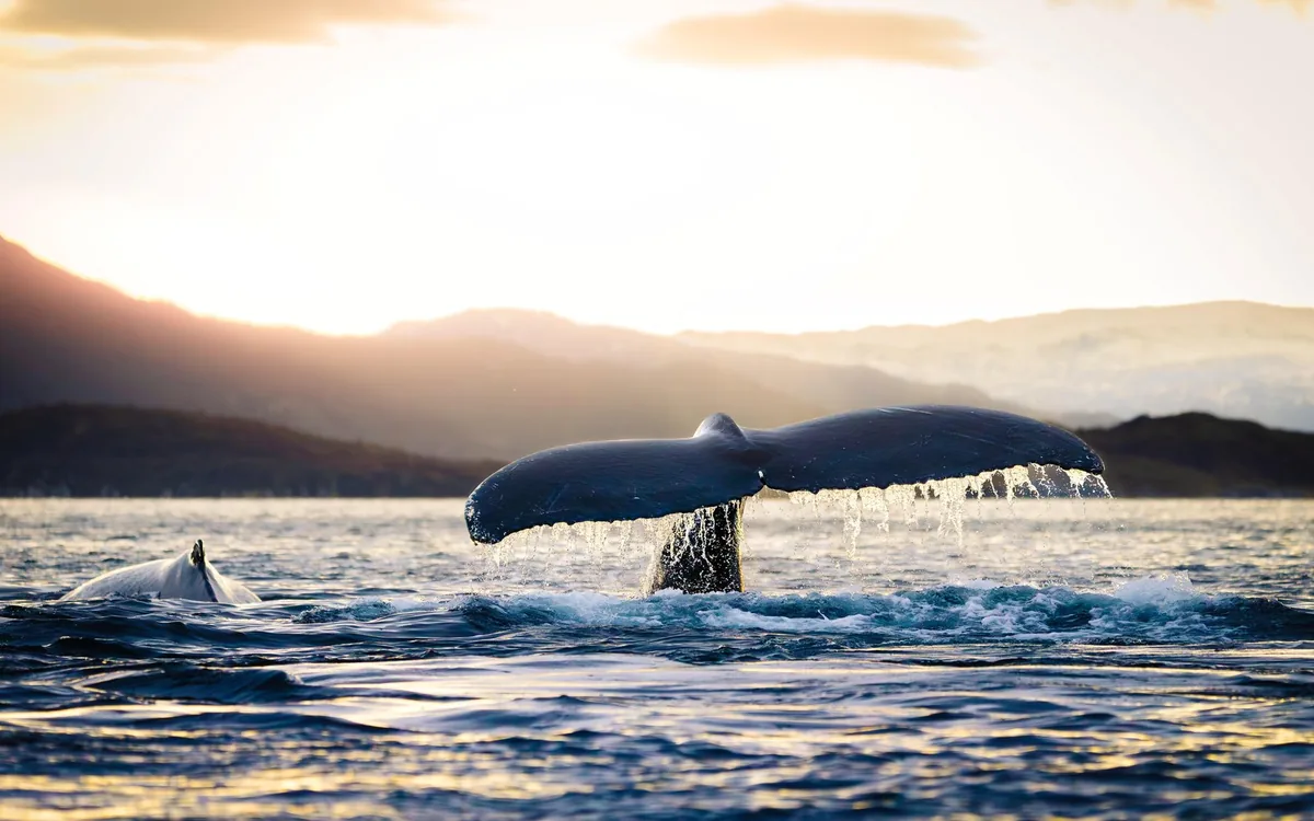 A whale safari boat in low November light near Tromso