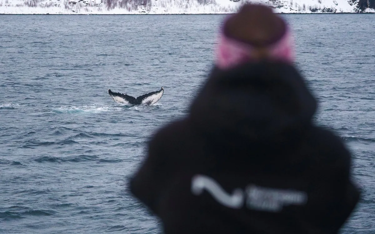 Passengers watching for whales from the deck of a boat near Tromso